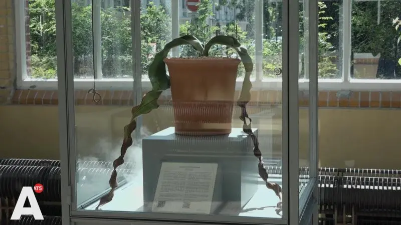 De Welwitschia in zijn klimaatgeregelde vitrine in de Hortus.